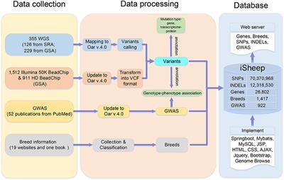 iSheep: an Integrated Resource for Sheep Genome, Variant and Phenotype